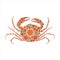Crab character isolated on a white background.