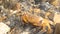 Crab. Close up of a crab Claw crab  - closeup Big crab in the water at the beach , nature , sea , river, beach, animal, animals, w