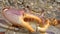 Crab. Close up of a crab. Closeup claw crab. Big crab in the water at the beach, crabs, marine animals, animal themes, Arthropoda,