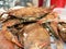 Crab - cooked blue crabs