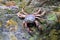 Crab crustacean in rain-forest