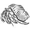 Crab Crustacean Shell Vector Cartoon Illustration