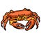 Crab Crustacean Shell Vector Cartoon Illustration Shrimp Shellfish