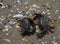 Crab dance on the Black Sea shore