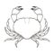 Crab drawing on white background. Hand drawn outline seafood illustration.