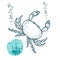 Crab drawing on white background. Hand drawn outline seafood illustration.