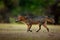 Crab-eating fox, Cerdocyon thous, forest fox, wood fox or Maikong. Wild dog in nature habitat. Face evening portrait. Wildlife, Pa