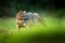 Crab-eating fox, Cerdocyon thous, forest fox, wood fox or Maikong. Wild dog in nature habitat. Face evening portrait. Wildlife, Pa