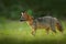 Crab-eating fox, Cerdocyon thous, forest fox, wood fox or Maikong. Wild dog in nature habitat. Face evening portrait. Wildlife, Pa