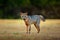 Crab-eating fox, Cerdocyon thous, forest fox, wood fox or Maikong. Wild dog in nature habitat. Face evening portrait. Wildlige, Pa