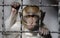 Crab-eating Macaque behind bars