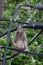 Crab-eating macaque on an electrical cable.