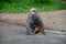 Crab-eating Macaque Feeding its Infant