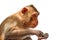 Crab-eating Macaque isolated