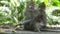 The crab-eating macaque ,Macaca fascicularis, also known as the long-tailed macaque