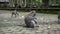 The crab-eating macaque ,Macaca fascicularis, also known as the long-tailed macaque,Sangeh Monkey Forest Bali