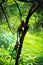 Crab eating macaque, Macaca fascicularis Baby and mother climbing the tree