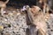 Crab eating macaque Macaca fascicularis drinking yoghurt from plastic bottle in monkey town Lopburi, north of Bangkok, Thailand