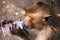 Crab eating macaque Macaca fascicularis drinking yoghurt from plastic bottle in monkey town Lopburi, north of Bangkok, Thailand