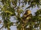 Crab-eating macaque monkey open its mouth on tamarind tree