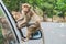 The crab-eating macaque,monkey sitting on the car`s side mirror