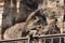 Crab-eating Macaque monkey sitting on the iron rail and eating the corn.