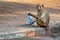 Crab-eating macaque playing with a plastic bottle