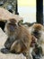 Crab-eating macaques grooming each other