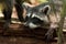 Crab-eating raccoon