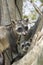 Crab-eating Raccoon, procyon cancrivorus, Adults standing in Tree, Los Lianos in Venezuela