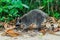 Crab-eating raccoon Procyon cancrivorus in Cahuita National Park, Costa Ri