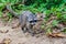 Crab-eating raccoon Procyon cancrivorus in Cahuita National Park, Costa Ri