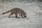 Crab-eating raccoon Procyon cancrivorus in National Park Manuel Antonio, Costa Ri