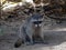 Crab-eating raccoon, Procyon cancrivorus, sits on the ground looking for food. Costa Rica