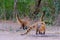 Crab-eating Raccoons, South American Raccoons, Procyon Cancrivorus, Mato Grosso, Pantanal, Brazil