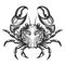 Crab engraving illustration