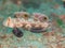 Crab-eyed Goby, Signigobius biocellatus. North Sulawesi