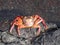 Crab on the Galapagos Islands