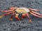 Crab on the Galapagos Islands