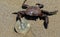 crab holding firmly with its claw the coin bitcoin