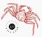 Crab illustration. Hand drawn vector seafood illustration. Engraved style crustaceanl. Vintage lobster image