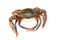 Crab isolated on white background, Fresh seafood serrated mud crab