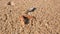 Crab leg with a mussel shell lying on a sandy beach