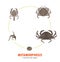 Crab life cycle metamorphosis