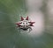 Crab-Like Spiny Orb Weaver