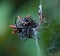 Crab-Like Spiny Orb Weaver with Prey