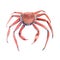 Crab. Marine animal. Isolated on white background. Watercolor illustration.
