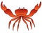 Crab. Marine invertebrate animal with claws of the order of crustaceans. Vector illustration. Isolated white background.