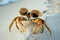 crab with oversized sunglasses on a coastal dune