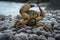 Crab on a pebbly shore with raised claws